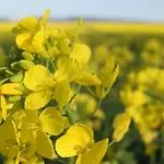 Oud Holset Отель *