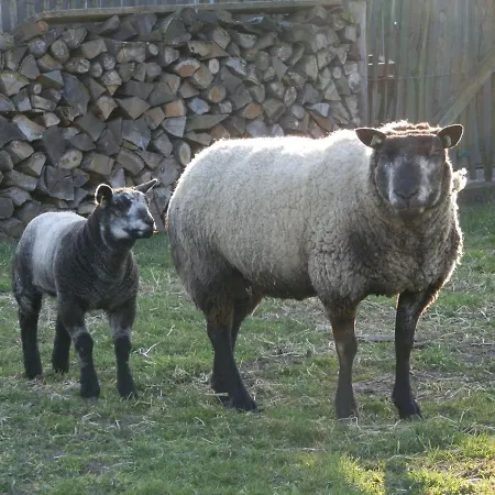 Oud Holset מלון *