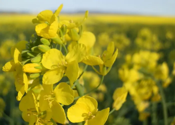 Oud Holset מלון *